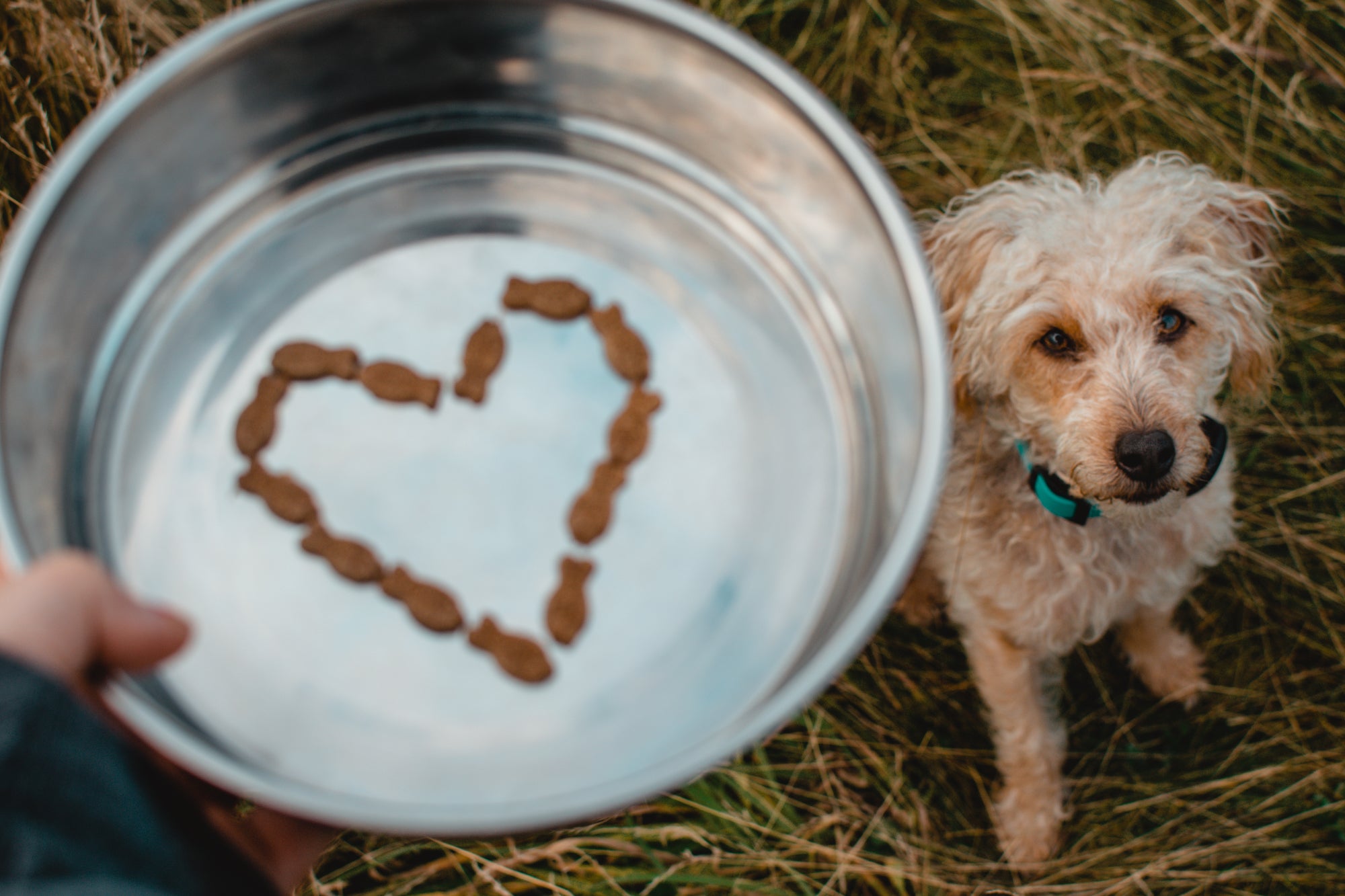 how long dors a dog need to feed