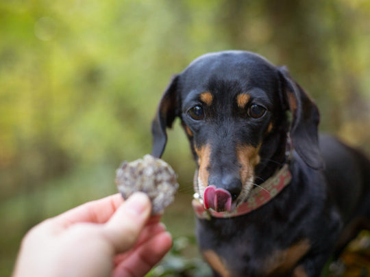 Are fish or meat-based treats better for dogs?