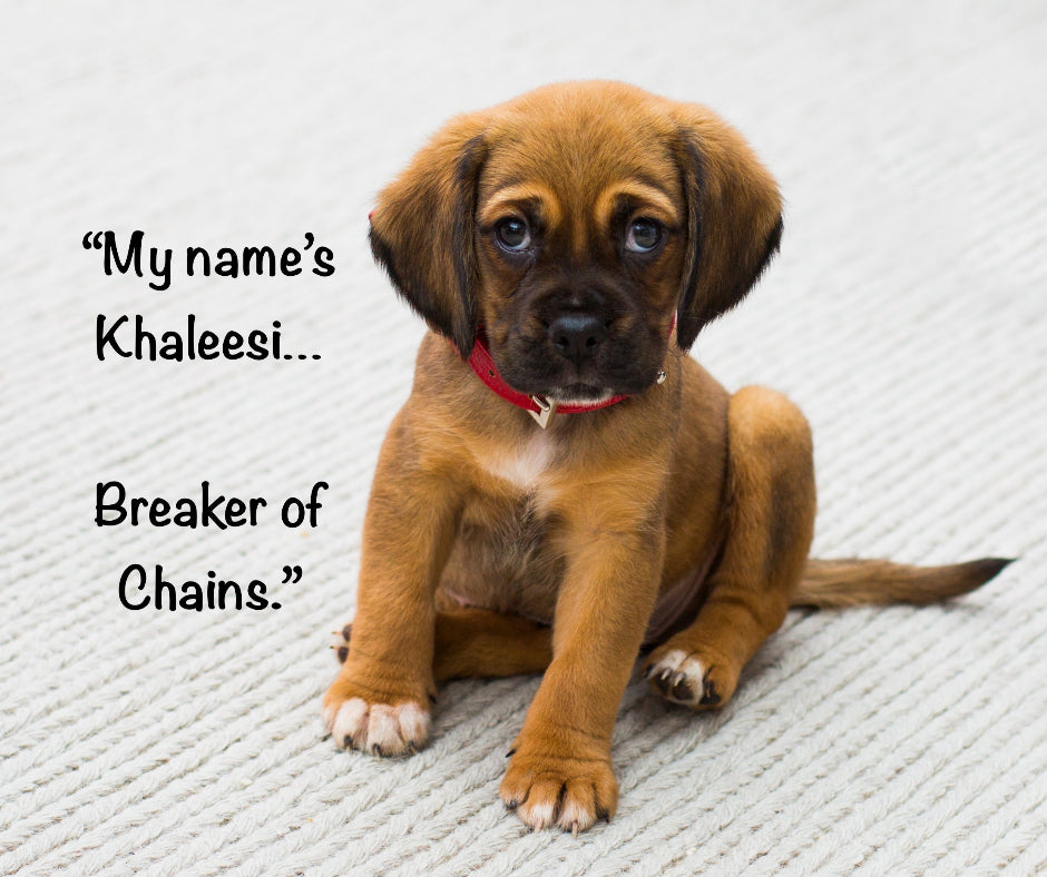 Puppy with the name Khaleesi, Breaker of Chains.