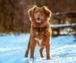 Winter dog walking safety tips