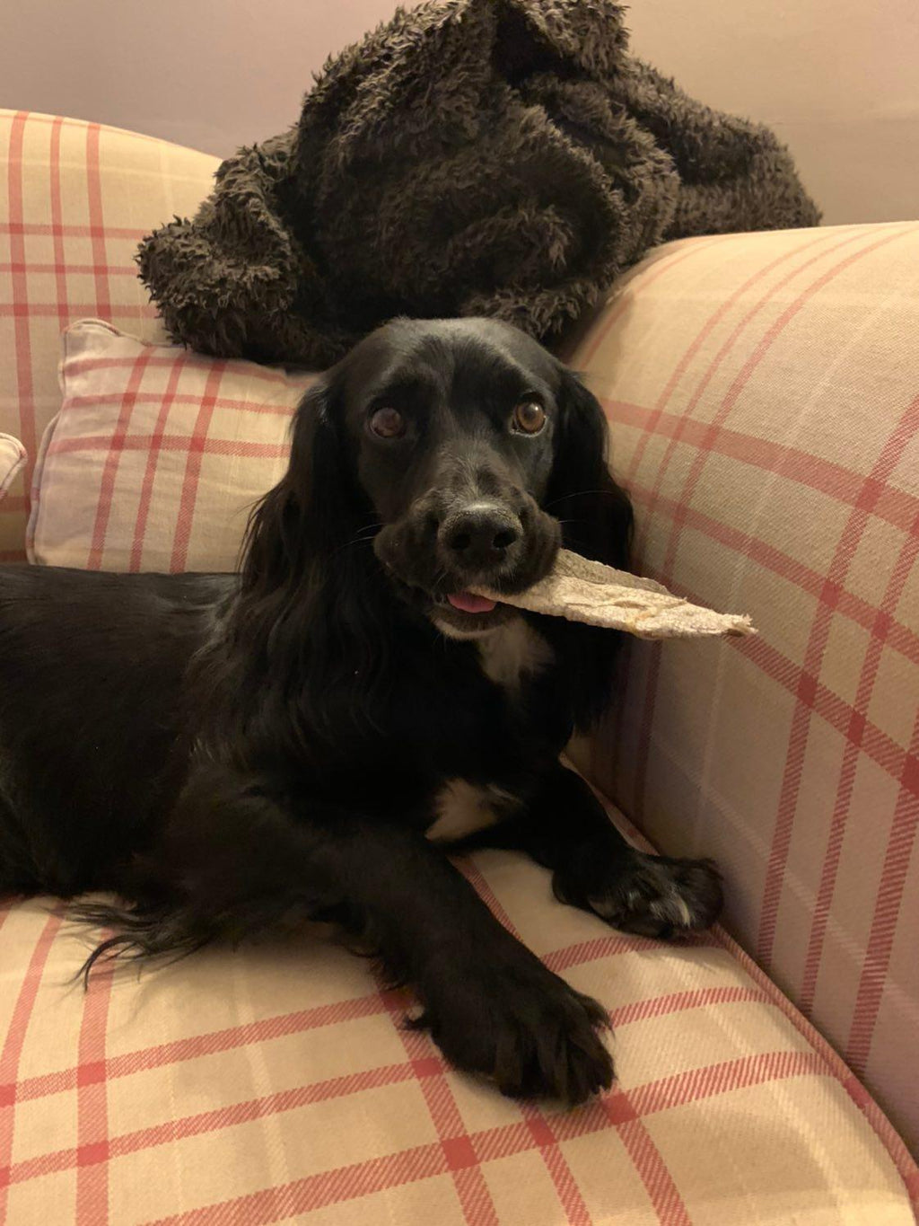 Cod Skin Chews - WOOFS