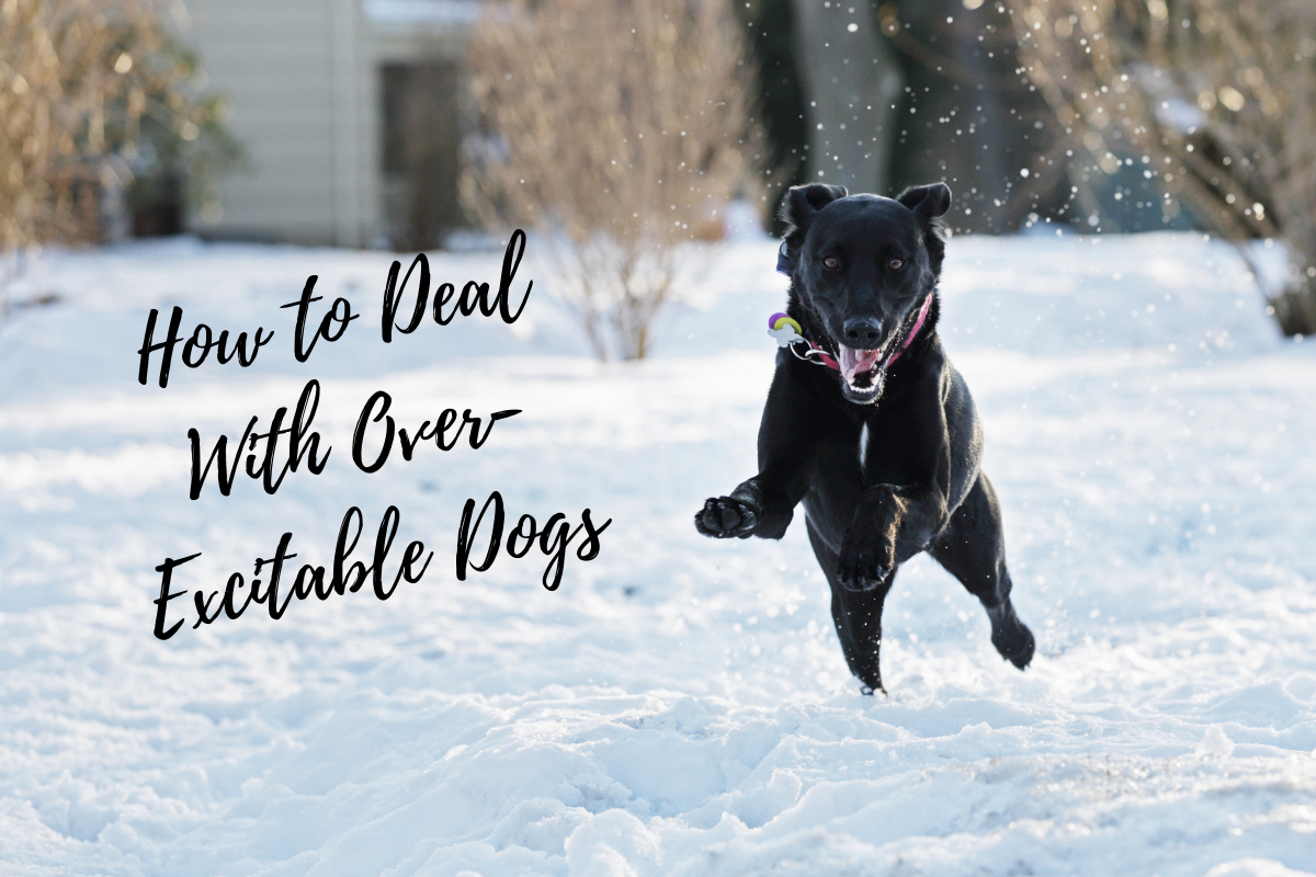 How to Deal With Over-Excitable Dogs