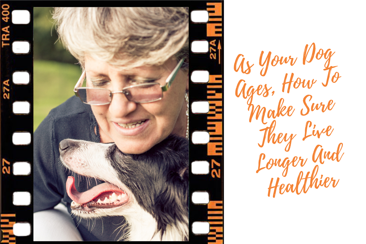 As Your Dog Ages, How To Make Sure They Live Longer And Healthier