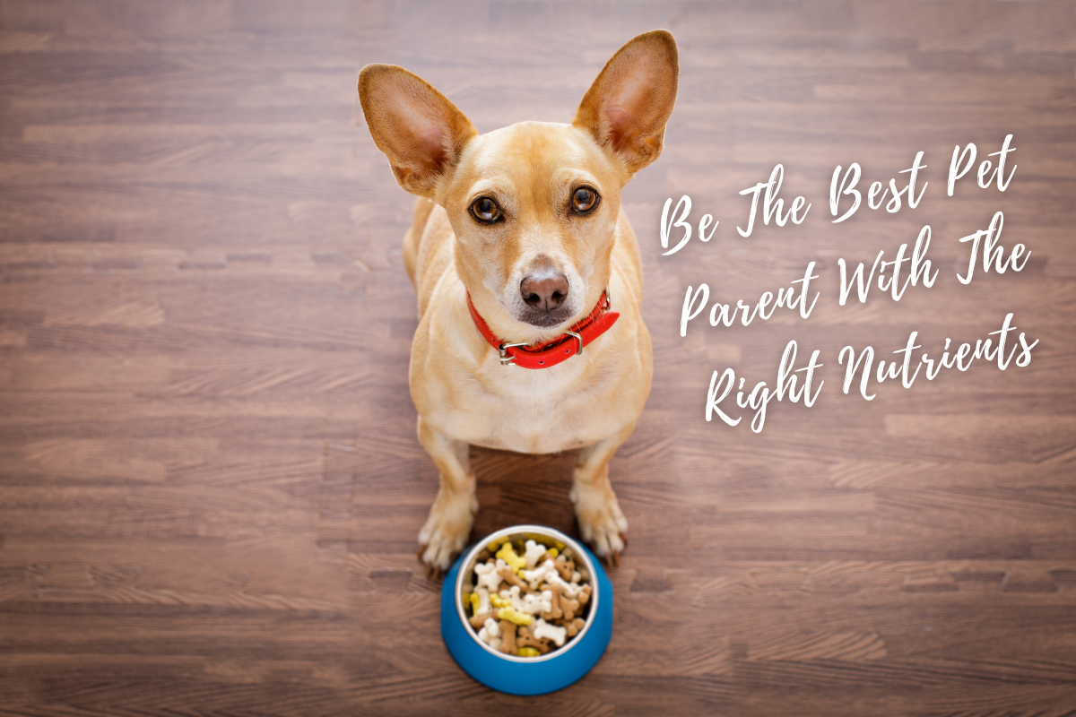 Be The Best Pet Parent With The Right Nutrients