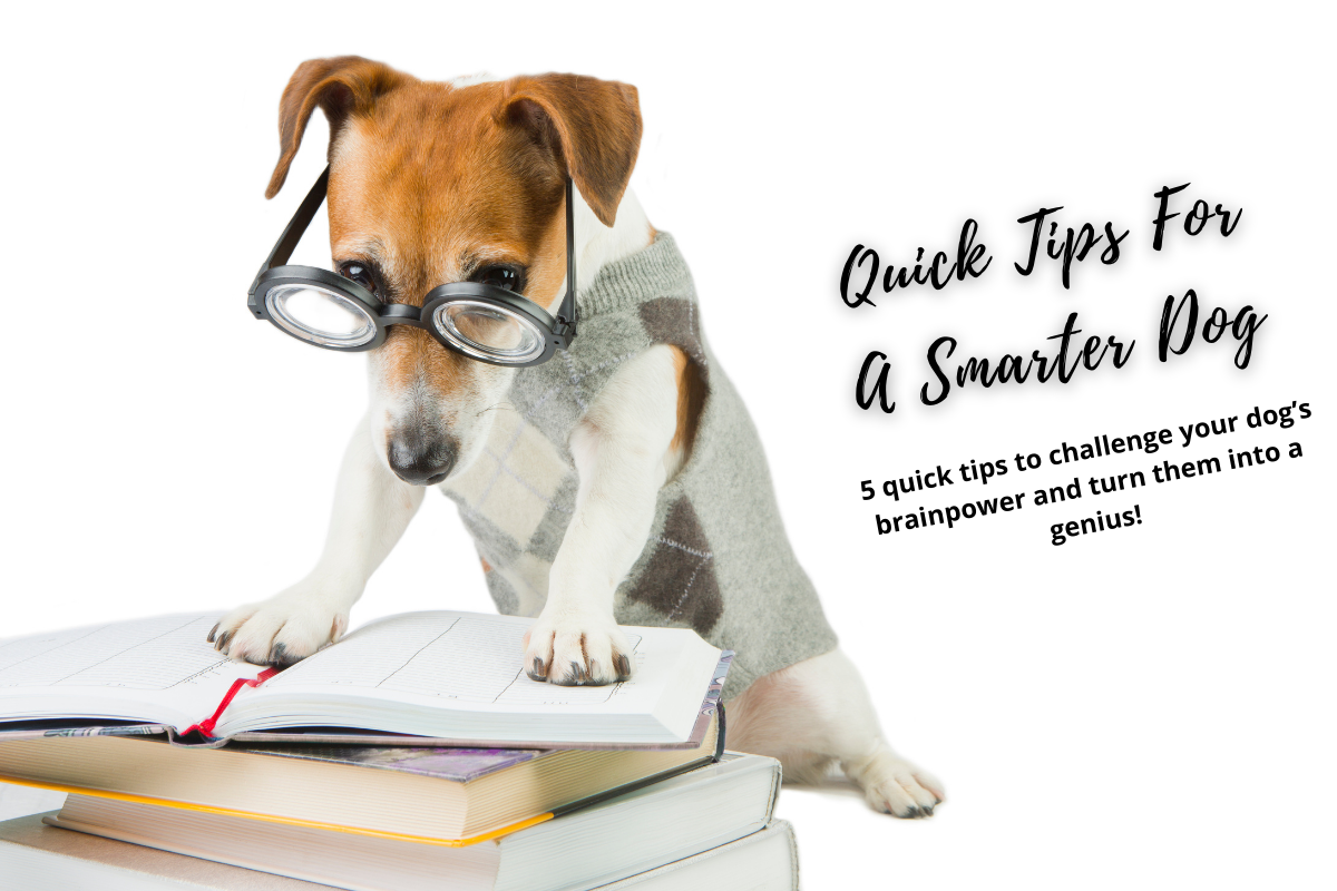 Quick Tips To A Smarter Dog