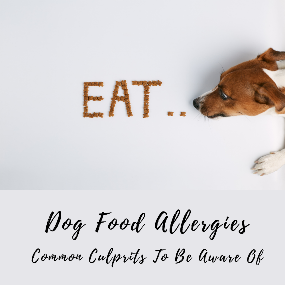 Dog Food Allergies, Common Culprits You Should Be Aware Of