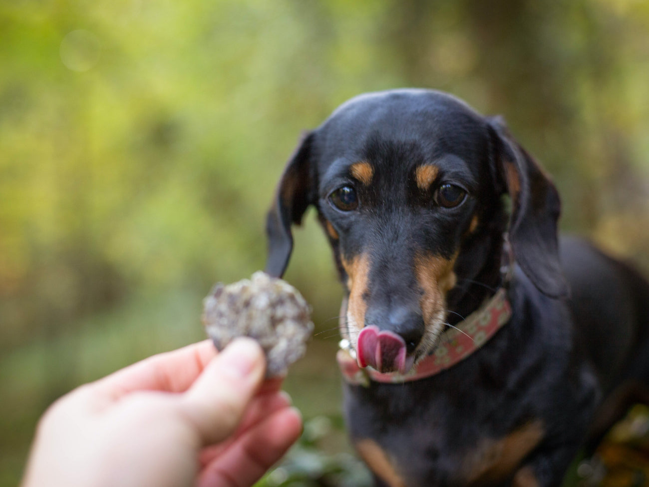 Are fish or meat-based treats better for dogs?