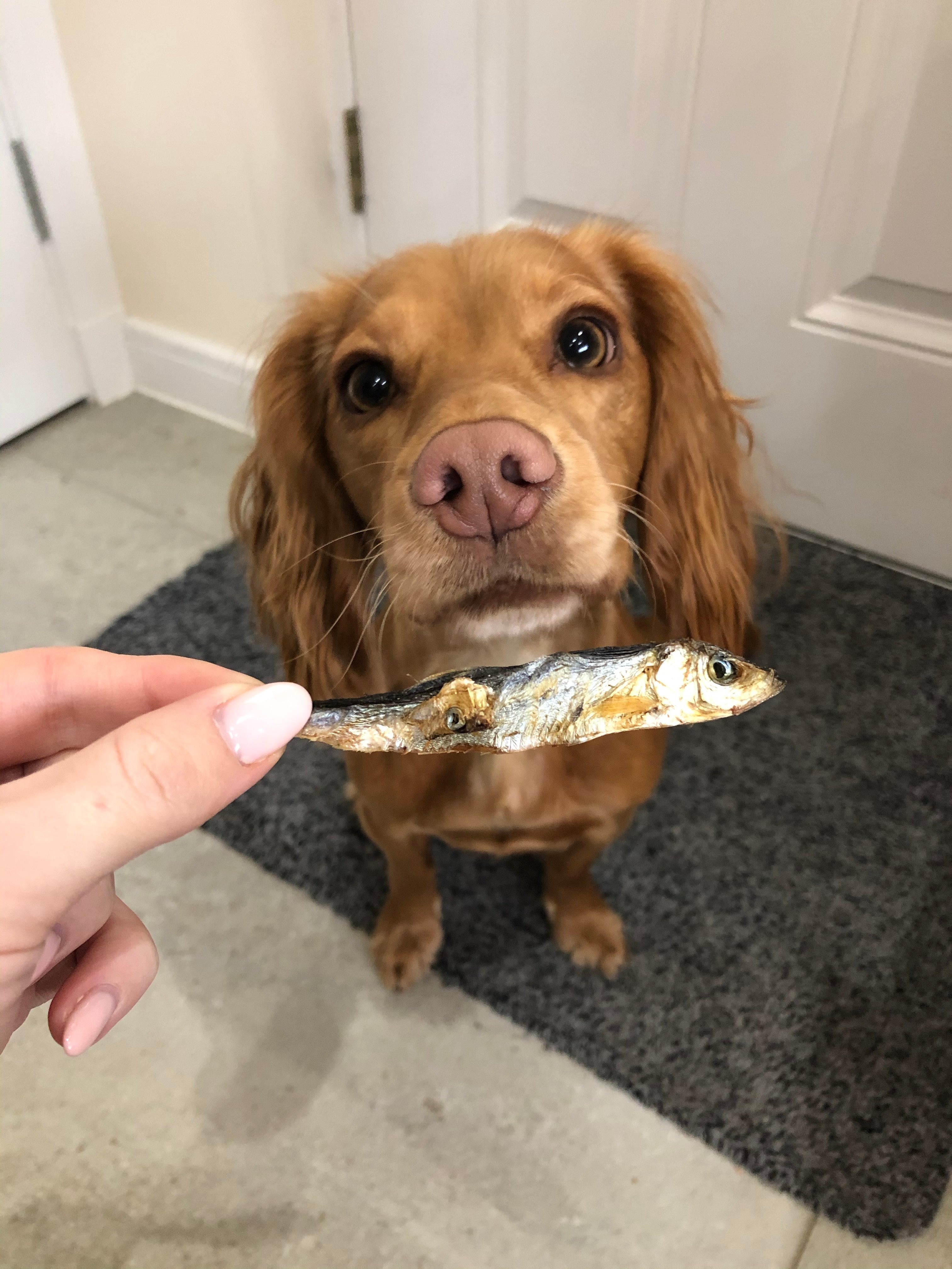 Is Fish Good For Dogs?