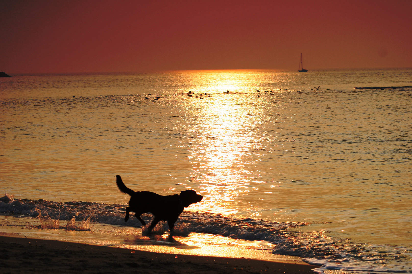 Benefits of Fish for Dogs