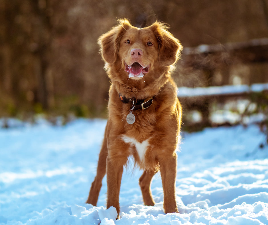 Young dog standing in the snow facing the camera