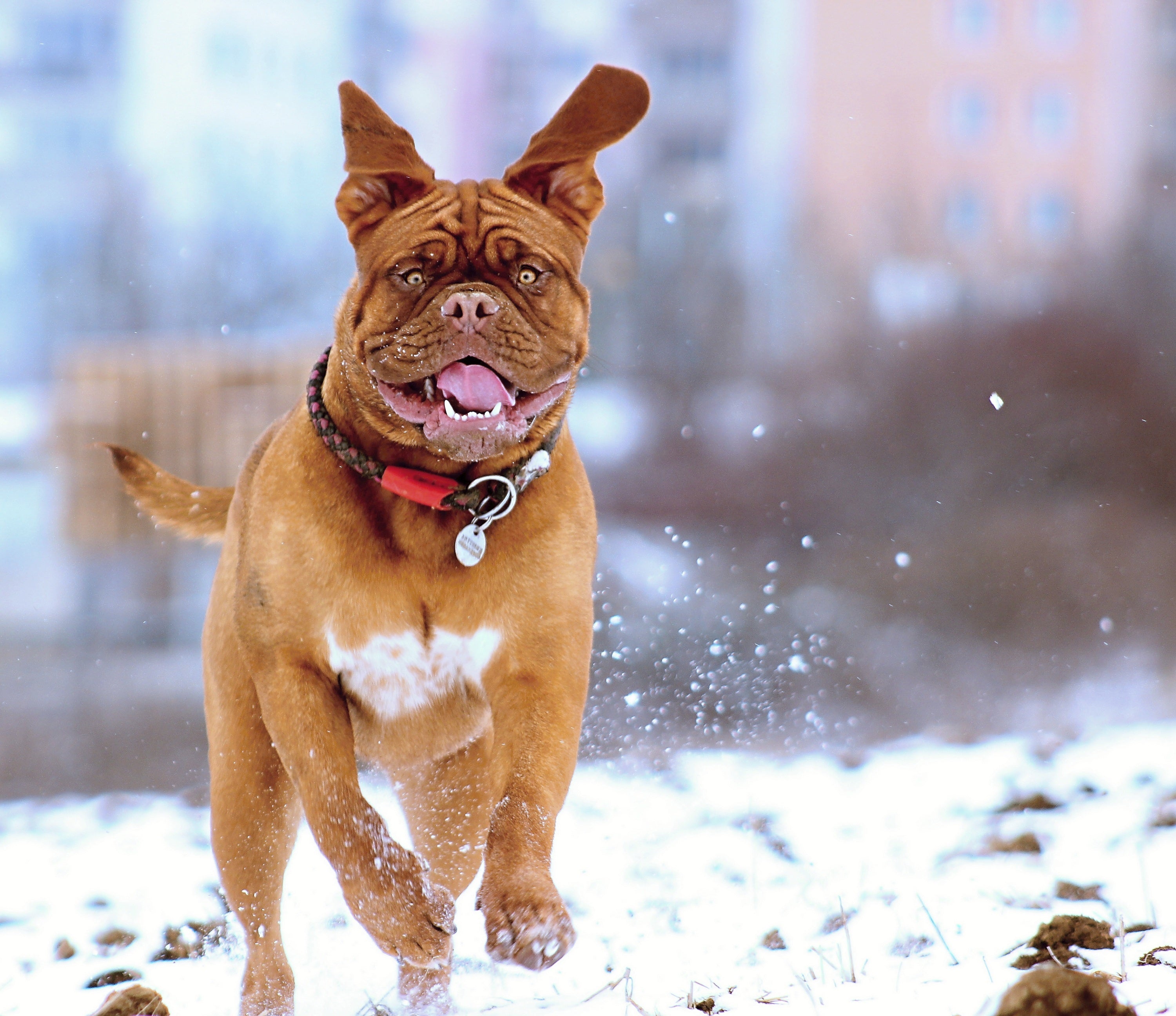 HOW WOOFS TREATS CAN HELP SUPPORT YOUR DOG'S HEALTH DURING THE WINTER MONTHS