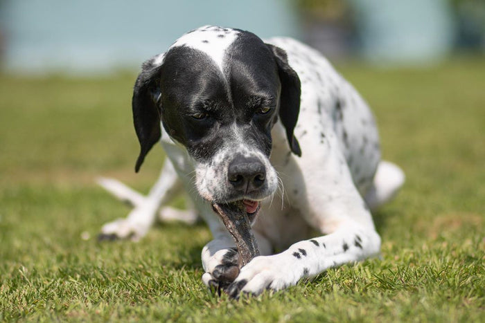 Whitefish Skin Chews